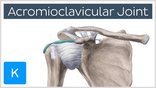 Acromioclavicular Joint  Location amp Function  Human Anatomy  Kenhub [upl. by Aneehsak]