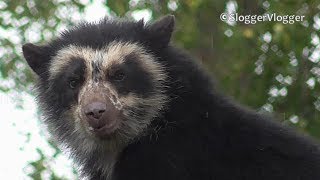 Spectacled Bear Cub Shows Off Its Climbing Skill [upl. by Atkins]