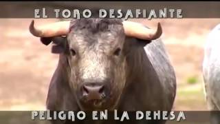 El Toro Desafiante Peligro En La Dehesa [upl. by Lindsey387]