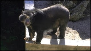 Spectacled Bear  Andean Bear Tremarctos ornatus [upl. by Yecies]