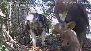 Bucovina  Female Eagle Brings In 5TH ROE DEER Long Feeding amp Massive Crop On Eaglet Again 62121 [upl. by Cherye]