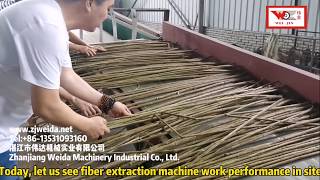 Automatic Fiber Extraction Decorticator for industry hemp jute ramie kenaf [upl. by Jelsma179]