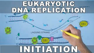 DNA Replication In Eukaryotes  Initiation [upl. by Tome229]