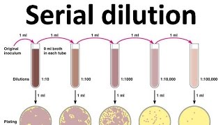 Serial dilution [upl. by Worrell558]