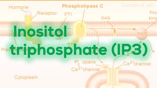 Inositol triphosphate IP3  Calcium release [upl. by Friedrich]