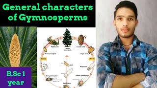 Life Cycle and general characters of Gymnosperm [upl. by Yraek]