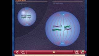 How Meiosis Works [upl. by Hiett]