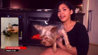 9 MONTH OLD YORKIE  Indoor Potty Training [upl. by Center814]