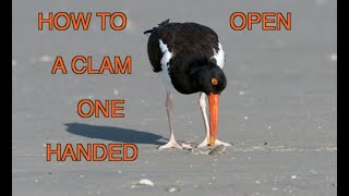 The American Oystercatcher NARRATED [upl. by Castra85]