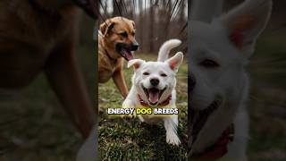 Top 3 Highest Energy Dog Breeds [upl. by Pease]