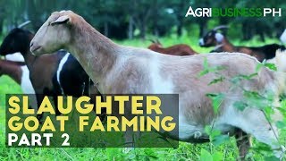 Goat Raising How to Manage Income Generating Slaughter Goat Farm [upl. by Mirilla281]