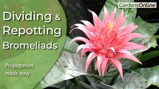 Dividing and RePotting Bromeliads [upl. by Descombes840]