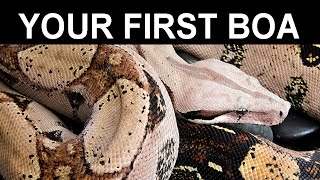 Your First Pet Boa Constrictor A Complete Care Guide for Beginning Boa Keepers [upl. by Melosa]