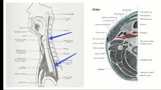 Prevertebral fascia and carotid sheath cervical fascia part 4 [upl. by Norrahs]