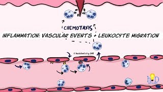 Inflammation Vascular events and leukocyte migration [upl. by Neils404]