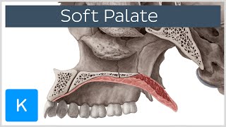 Soft palate Muscles Function amp Definition  Human Anatomy  Kenhub [upl. by Oriane]