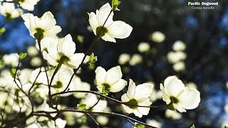 Pacific Dogwood and its natural habitat [upl. by Tertius692]