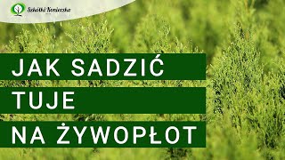 Jak sadzić tuje na żywopłot Jak sadzić tuje w ogrodzie [upl. by Nnylakcaj]