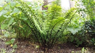 Fern  Dryopteris Wallichiana  cutting back old fronds [upl. by Umeko]