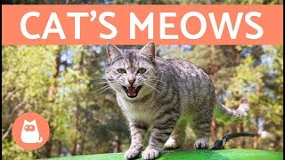 Cats Meows and What They Mean [upl. by Koblas]