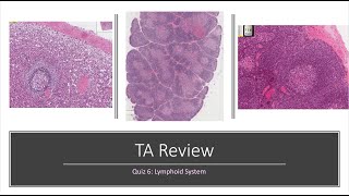 Histology Basics TA Review Lymphoid System [upl. by Herrick666]