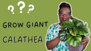 Do THIS to grow a GIANT Calathea Fasciata in LECA  The Leca Queen [upl. by Anallise372]