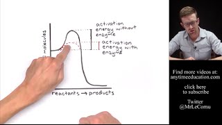 How Do Enzymes Work Activation Energy [upl. by Ahsika]