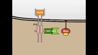 The MAP Kinase MAPK signalling pathway [upl. by Naman]