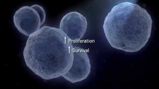 The MAPK Signaling Pathway [upl. by Enoved]