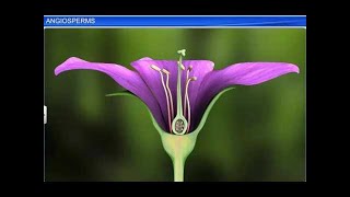 CBSE Class 11 Biology  Angiosperms  By Shiksha House [upl. by Srini]