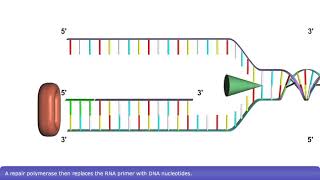 Detailed Animation on DNA Replication [upl. by Eiruam]