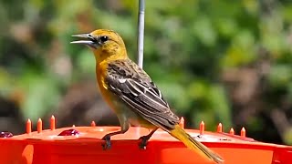 Baltimore Oriole Bird Sounds  Baltimore Orioles Calling At The Bird Feeder  shorts [upl. by Ynetruoc]