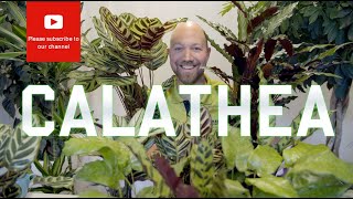 All you need to know about Calathea [upl. by Isabella230]