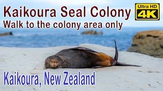 Kaikoura Seal Colony [upl. by Adnilak]