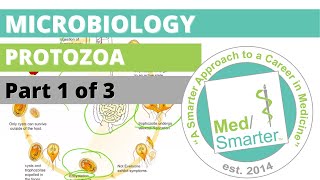 Protozoa  Microbiology  USMLE STEP 1  Part 1 of 3 [upl. by Vale]