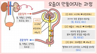 중2 동물과 에너지 4강 배설계 정리하기 함께 필기해요📝┃여과┃재흡수┃분비 [upl. by Kath440]