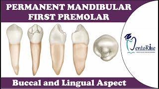 Permanent Mandibular First Premolar  Buccal and Lingual Aspect  Tooth Morphology  Dental Anatomy [upl. by Nomead]