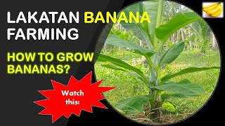 How to Grow Bananas  Lakatan Banana Farming [upl. by Odnumyer]