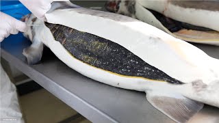 How Sturgeon Caviar Is Farmed and Processed  How it made Caviar  Sturgeon Caviar Farm [upl. by Hayilaa]