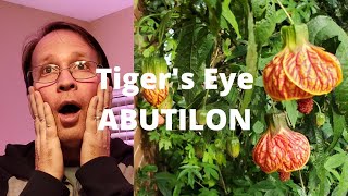 How to Pot Up Cuttings from Tigers Eye Abutilon [upl. by Roane]