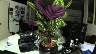 Calathea timelapse  MRT office [upl. by Durgy]