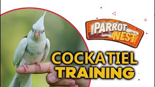 Cockatiel training  Basic approach beginner stage [upl. by Wenn]