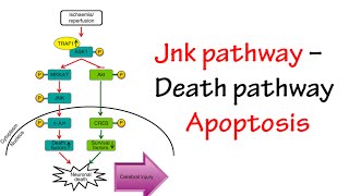 Jnk Pathway [upl. by Uttica]