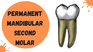 Permanent Mandibular Second Molar  Tooth Morphology Made Easy [upl. by Negaem870]