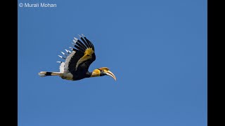 Hornbill Scapes [upl. by Acina]