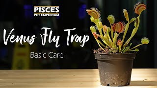 How to Care for the Venus Fly Trap [upl. by Ikeda412]