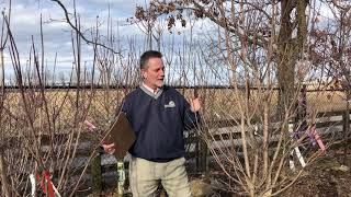 How to Choose a Flowering Dogwood Cornus florida [upl. by Sumetra186]