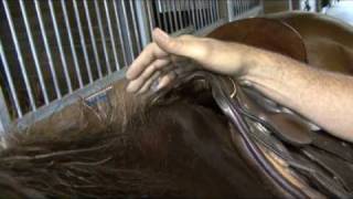 Saddle Fitting in 9 Steps  Step 9  Saddle Tree Width  by Schleese Saddlery Service [upl. by Danny]