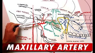 MAXILLARY ARTERY and its Branches  Anatomy Tutorial [upl. by Idak]