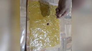 HOMEMADE RAT TRAP USING GLUE AND CARTON [upl. by Bobine]